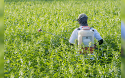 Bayer AG Reaches Deal On Major Portion Of Roundup Lawsuits