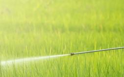 Glyphosate-based Weedkillers May Harm Key Species: Study